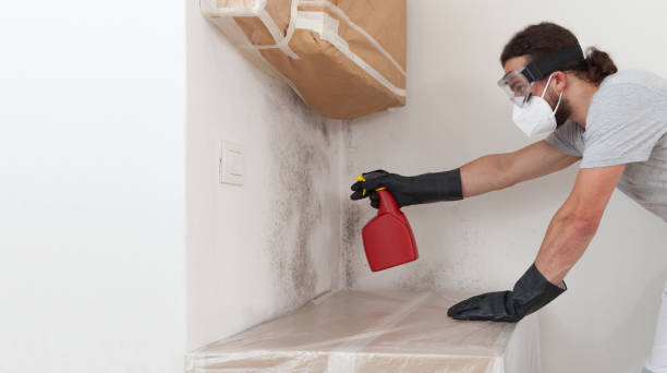 Professional Commercial Mold Remediation technician working in Venice, IL