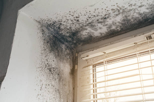 Trusted Attic Mold Removal service in Venice, IL - Cheap Mold Removal